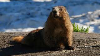 Marmotte  Marmota  Des Animaux [upl. by Feliks]