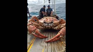 Giant Sea Monsters Caught by Fishermen 🐙🎣GiantSeaCreatures FishingDiscoveries OceanMysteries [upl. by Tayib789]