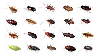 🪳 Types Of Cockroaches  20 Cockroaches In English cockroaches BalyanakTV [upl. by Lodmilla]