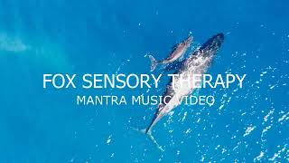 Whale Fox Sensory therapy 2 hours [upl. by Analram]