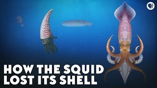 How the Squid Lost Its Shell [upl. by Lemmuela762]