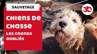 Découverte de 30 chiens de chasse délaissés en forêt [upl. by Watt]