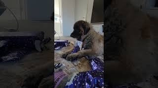 WHEN A LEONBERGER TURNED 7 YEARS OLD dog leonberger birthday [upl. by Caputo]