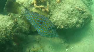 scrawled filefish up close [upl. by Kee]