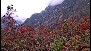 SHINGBA RHODODENDRON SANCTUARY IN NORTH SIKKIM [upl. by Coad656]