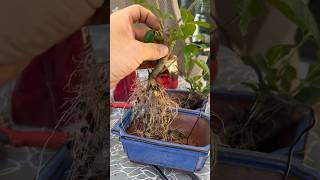 Repotting gardenia in bonsai mix [upl. by Ohs]