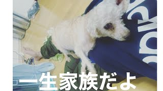 【元繁殖犬】家族になって494日間奇跡の物語 [upl. by Hughett91]