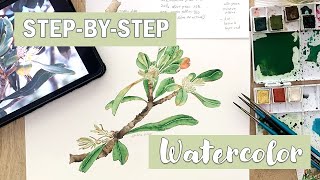 STEPBY STEP WATERCOLOR  Sketching amp Painting Coastal Banksia [upl. by Africa787]