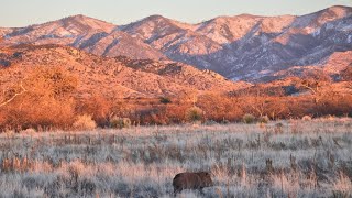 Javelina sunset January 12 2024 [upl. by Yttig]