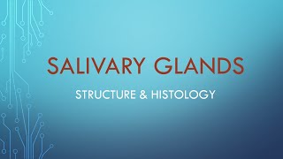 Salivary glands Structure amp Histology [upl. by Nylrahs]