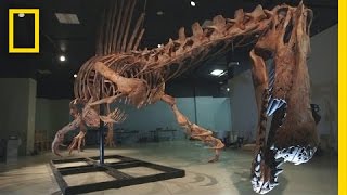 Bigger Than T rex Spinosaurus  National Geographic [upl. by Ahsinak]