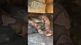 Why do they call them copperheads [upl. by Nallad]