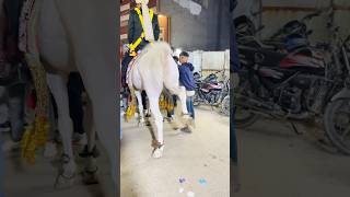 लड़का आज तो बाल बाल बच गया नहीं तो गेम ओवर 😱 Dangerous kick of a horse horse horsekick pushkar [upl. by Ihab]