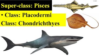 Pisces  Placodermi  Chondrichthyes  Chondrichthyes fishes  Classification of Pisces [upl. by Emlyn]