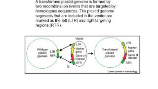 Plastid transformation [upl. by Leis]