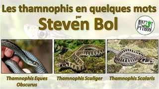 STEVEN BOL nous présente ses THAMNOPHIS EQUES OBSCURUS  SCALIGER et SCALARIS [upl. by Boarer]