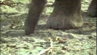 African elephant video Loxodonta africana 11 [upl. by Ahsael]