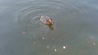 lake visited ducks and common pochard female [upl. by Oby]