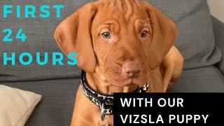 First 24 hours with our vizsla puppy [upl. by Astiram]