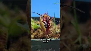 Venus Flytrap Are Smarter Than You Think [upl. by Llennaj]