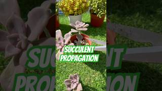 Different ways in propagating succulents 🪴 succulent shorts shortvideo shortsfeed [upl. by Adnylem]