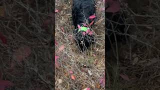 BIRD DOG schnoodle vs quail [upl. by Yebba]