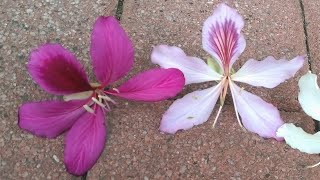 木語 羊蹄甲屬 Bauhinia 三 —— 洋紫荊盛花期之謎，誰是洋紫荊？ [upl. by Corby]