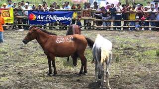 2004 08 20 kadayawan horsefight 2 [upl. by Oria231]