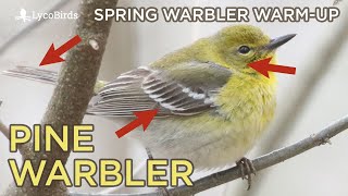 Pine Warbler Identification  Spring Warbler Warmup [upl. by Aredna481]