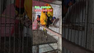 Sun conure  Breeding pair  Birds  price  Mirpur pakhir hat  Exotic birds birdslover [upl. by Ruddy]