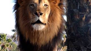 Amazing Lion Roar up close [upl. by Marylinda]