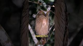 🦉✨ Blackstones Fish Owl Natures Hidden Gem Shorts Viral animals wildlife facts owl [upl. by Aleakcim]