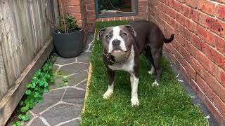 DIY outdoor dog porch potty [upl. by Hsina]