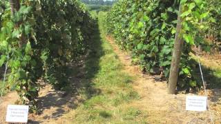 Improving Phomopsis Management in Grape Vineyards — FGNtv [upl. by Vasilek]