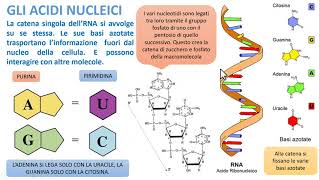 Le biomolecole gli Amminoacidi e le Proteine [upl. by Anauqahs]