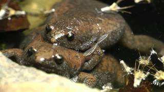 Frogs Amplexus [upl. by Nadabb393]