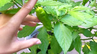 Ghost Peppers Ripening and Turning Red [upl. by Buchbinder]