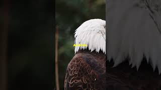 The Ultimate Bird of Prey Wedgetail vs Bald Eagle [upl. by Amilah]