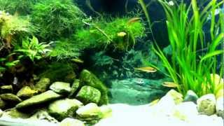 Tanganyika Paradise Aquascape [upl. by Charo106]