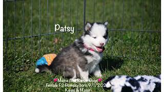 Amazing Pomsky female Patsy 6 weeks old [upl. by Shriver]