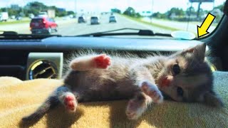 A kitten clings to the couple who rescued her and wont stop crying for them to adopt her [upl. by Ahsatniuq]