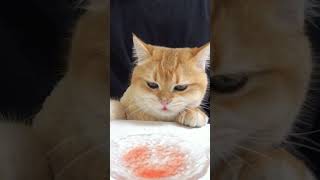 Cats Sounds  Cute Cat Eating Sounds  Cat Video 2024  No Talking ASMR Shorts [upl. by Eiromem681]