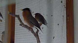 Étourneau des pagodes Sturnia pagodarum Brahminy starling [upl. by Nnyroc]