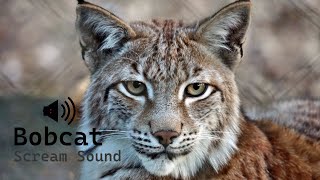 Bobcat Scream Sound  Animal Sounds  Sound of a bobcat [upl. by Raseta]