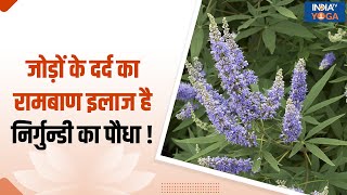 Nirgundi Plant जोड़ों के दर्द का रामबाण इलाज है निर्गुन्डी का पौधा जानें इसके जबरदस्त फायदे [upl. by Oibaf914]