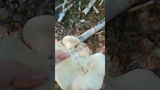 Birch Polypore Mushroom mushrooms Birch Polypore shroomers [upl. by Yettie246]