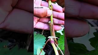 How to graft graps plant using cleft grafting technique  Cleft grafting grafting garden shorts [upl. by Adamina]