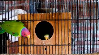 Plum Head parakeet Fledglings progress  part 5iii  Parrots Breeding [upl. by Cran]