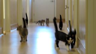 Herding Cats [upl. by Philander]