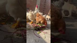 Crianza de Gallinas en Casa [upl. by Ecissej]